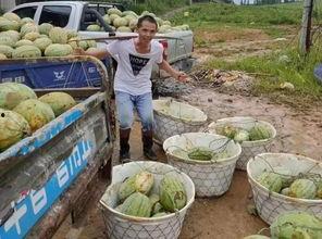 村西吃瓜群众,揭秘乡村生活百态