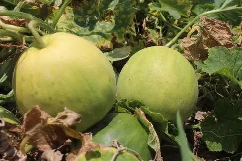 吃瓜群众吃香瓜,夏日清凉新体验