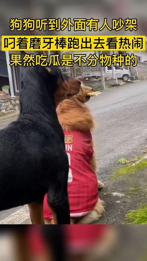 动物里的吃瓜群众是谁,揭秘那些八卦成性的动物