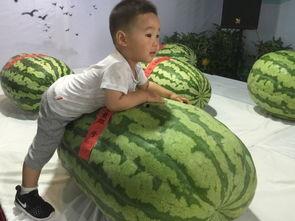 佛山吃瓜群众事件